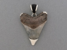 Black Shark Tooth