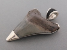 Black Shark Tooth