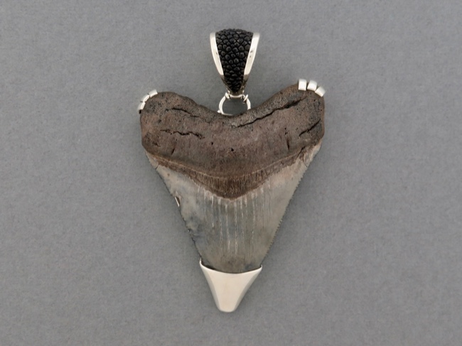 Black Shark Tooth - Click Image to Close